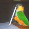 pets » my parrot