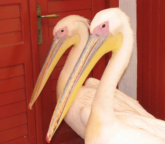 Pelicans'04